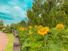 Saujana Hijau Park