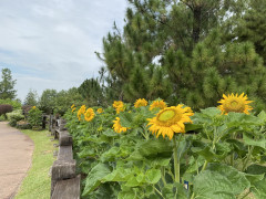 Saujana Hijau Park