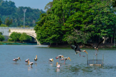 Urban Birding Hotspot